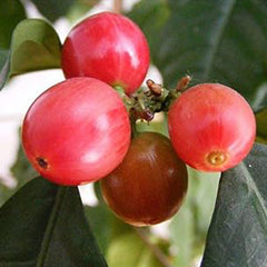 Coffea Canephora Robusta Coffee Plant Seeds