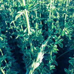 Italian Oregano