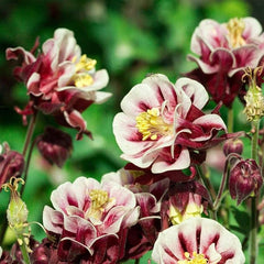 Double Aquilegia Seeds Pink Petticoat Flower Seeds for Planting Outdoor Garden Flower Plant Seeds Attracts Bees