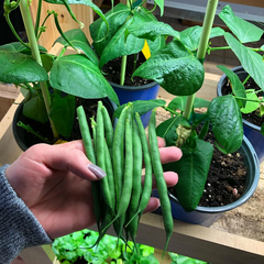 Container Bush Beans Mascotte