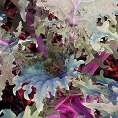 Kale Mixed Seeds, This is a Mix!Dwarf Blue Curled, Lacinato Dinosaur, Siberian Dwarf, Russian Red