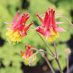 Double Orange Yellow Columbine Seeds Perennial Low Maintenance