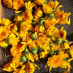 Resina Calendula