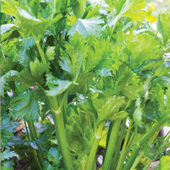 Celery, Tango Hybrid