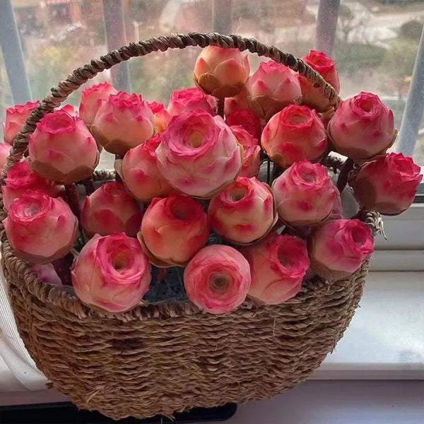Pink Mountain Rose Succulent