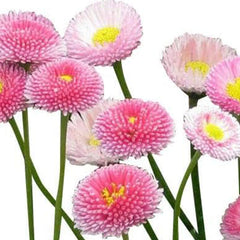 Pink Daisy, Lawns and Borders Bellis Perennis