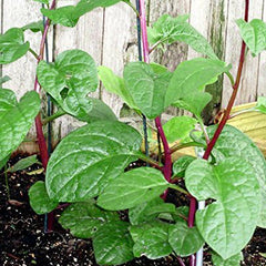 Malabar Red Stem Spinach Seeds