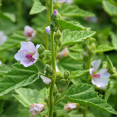 Perennial Althaea Officinalis Marsh Mallow Herb Garden Seeds for Planting