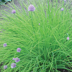 Chives, Dolores