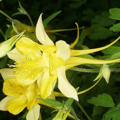 Columbine Seeds Aquilegia Seeds Bright Yellow Perennial Attract Butterflies　