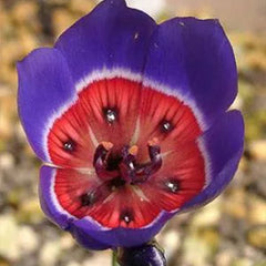 Geissorhiza radians