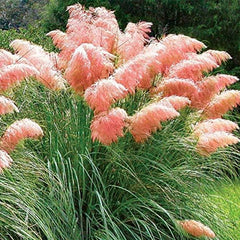 Pink Pampas Grass Seeds Ornamental Grass for Landscaping or Decoration