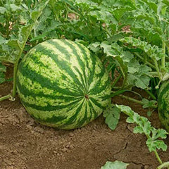 Lazy Man's Watermelon Seeds