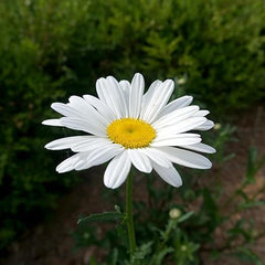 Alaska Shasta Daisy Flower Seeds for Planting