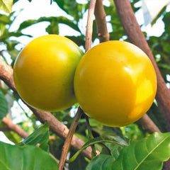 Golden Fruit Seeds Abiu Fruit Pouteria Caimito