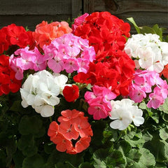 Mixed Geranium Flower Seeds Plant Perennial Bloom Flower Garden Home