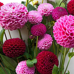 Perennial Dahlia Pompon Flower Seeds for Planting Outdoor