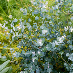 Eucalyptus gunii, Silverdrop