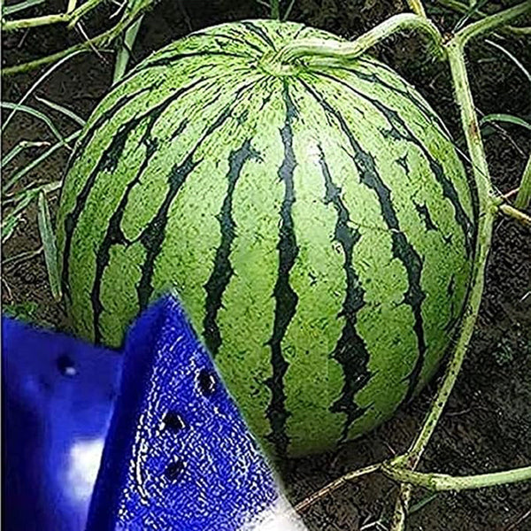 Rare Blue Watermelon Fruit Seed Sweet Juicy Fruits High Germination ...