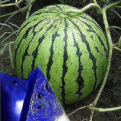 Rare Blue Watermelon Fruit Seed Sweet Juicy Fruits High Germination Rate