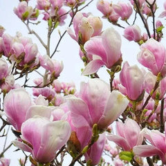 Lily Magnolia Flower Tree Pink and Purple Fragrant Seeds