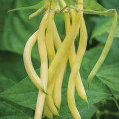 Bean, Bush, Gold Mine