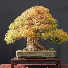 Bonsai Tree Trident Maple Seeds