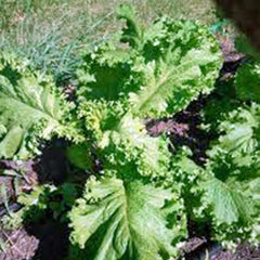 Mustard Greens Seed, Southern Giant