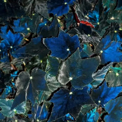 Black Swan Begonia