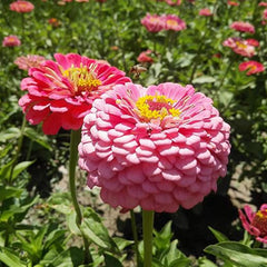 Mixed Double Zinnia Seeds Flower Garden Big Bright Beautiful Variety Butterfly