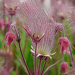 Prairie Smoke Flower Seeds