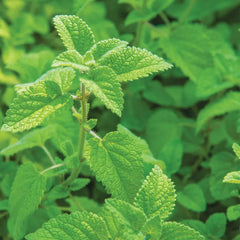 Lemon Balm, Mandarina