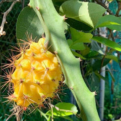 Yellow Dragon Fruit Seed Rare Color Pitaya Fruit Sweet Juicy Fruits Rich in Vitamin