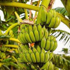 Banana Tree Seed Tropical Plant Delicious Sweet Fruit Non-GMO Gardening