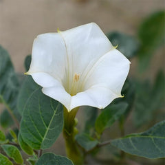 Morning Glory Vine Flower Plant Seeds, Easy to Grow, Perfect for Spring Garden