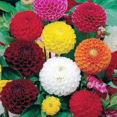 Dahlia Ball Pompon Mix Seeds Annual Flowers Beautiful for Planting