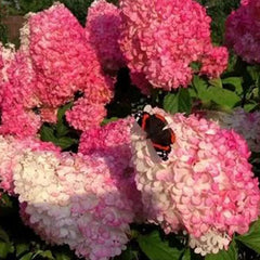 Strawberry Sundae Hydrangea- Beautiful, reunion and gratitude