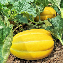 Korean Melon Seeds Chamoe Yellow White Oriental Japanese Cantaloupe