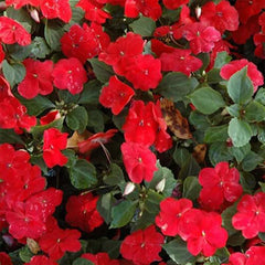 Impatiens Plant Baby Scarlet Flower Seeds for Planting