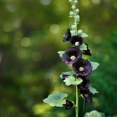 Hollyhock Henry The Eighth Black Flower