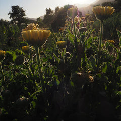 Lemon Sorbet Calendula