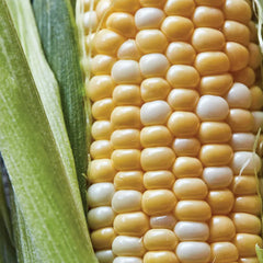 Corn, Ambrosia Hybrid