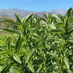 Stevia