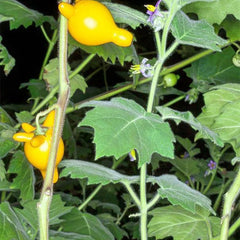 Nipple Fruit Seeds Titty Fruit Apple of Sodom Nipplefruit Bizarre Fruit in the Solanum Family