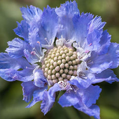Perennial Blue Scabiosa Pincushion Flower Seeds for Planting