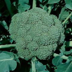 Broccoli, Waltham