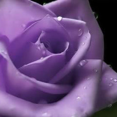 Purple Rose Rosa Bush Shrub Perennial Flower Seeds