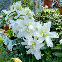 Lily Seeds