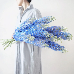 Baby Blue Larkspur Seeds
