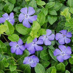 Fresh Garden Vinca Minor Seeds